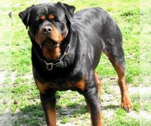 Mother of the Rottweiler puppies born on 10/18/2020