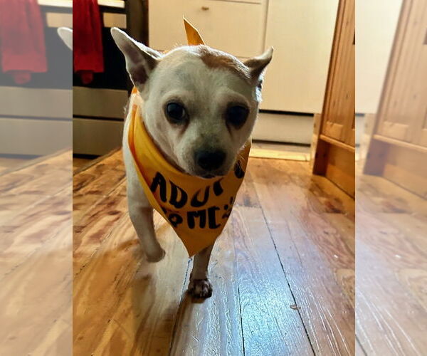 Medium Photo #1 Chihuahua-Unknown Mix Puppy For Sale in Miami, FL, USA