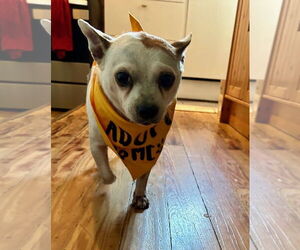 Chihuahua-Unknown Mix Dogs for adoption in Miami, FL, USA