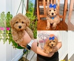 Image preview for Ad Listing. Nickname: Honey