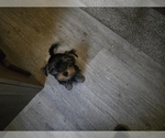 Small #1 Yorkshire Terrier