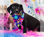 Small American Pit Bull Terrier-Dachshund Mix