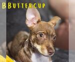 Small #15 Dachshund Mix