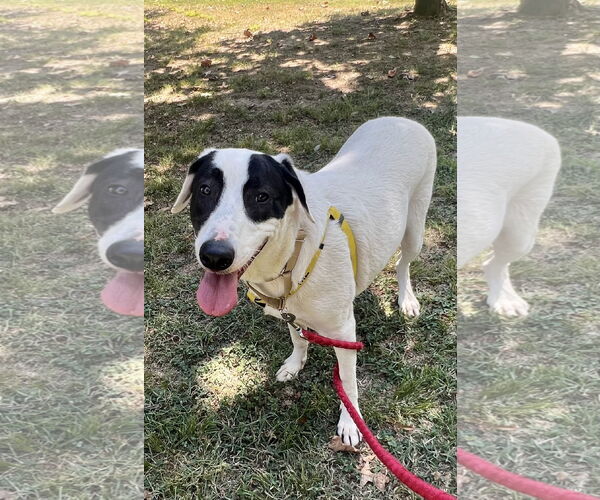 Medium Photo #10 Labrador Retriever-Unknown Mix Puppy For Sale in Munford, TN, USA