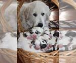 Small Photo #1 Great Pyrenees Puppy For Sale in TOWNSEND, MA, USA