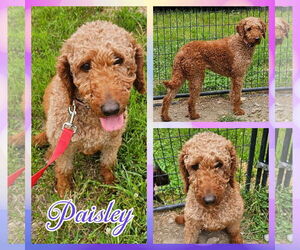 Poodle (Standard) Dogs for adoption in Blacksburg, SC, USA