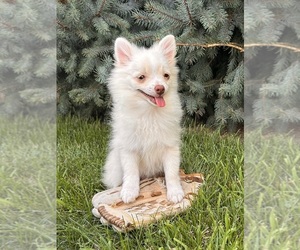 Pomeranian Puppy for sale in MIDDLEBURY, IN, USA