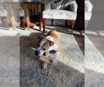 Small #10 American Pit Bull Terrier Mix