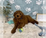 Small #5 Goldendoodle mix (+ Poodle Miniature)