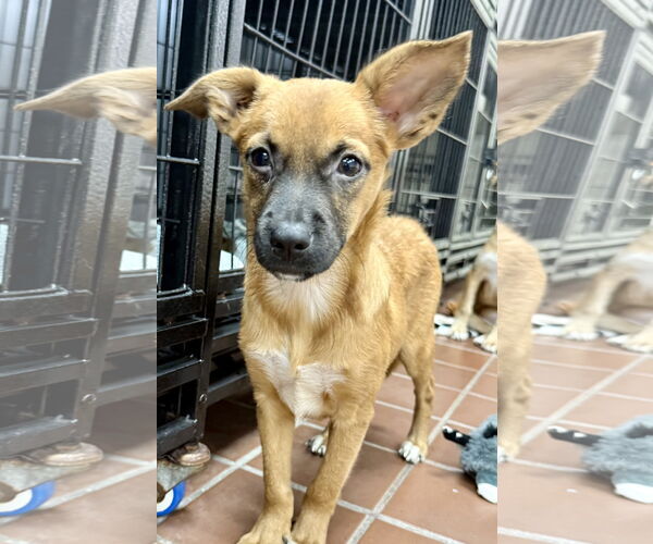 Medium Photo #4  Puppy For Sale in , 