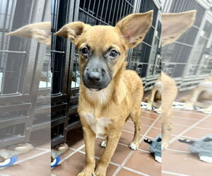 Chihuahua-Unknown Mix Dogs for adoption in Jefferson, NJ, USA