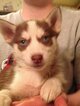 Small Photo #5 Siberian Husky Puppy For Sale in GROVETOWN, GA, USA