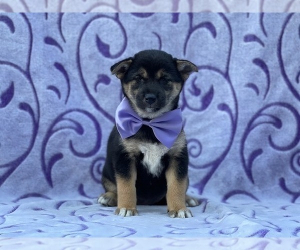 Medium Photo #2 Shiba Inu Puppy For Sale in LANCASTER, PA, USA
