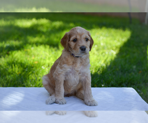 Medium Photo #3 Goldendoodle Puppy For Sale in SANTA CLARA, UT, USA
