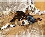 Small #1 Rat Terrier
