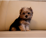 Small #4 Yorkshire Terrier