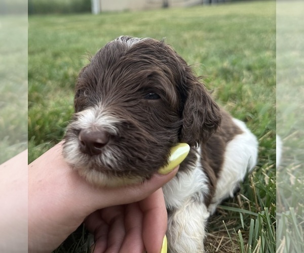Medium Photo #2 Goldendoodle Puppy For Sale in HOWARD CITY, MI, USA