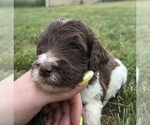 Small Photo #47 Goldendoodle Puppy For Sale in HOWARD CITY, MI, USA
