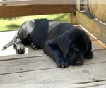 Small Photo #6 Labrador Retriever Puppy For Sale in FREDERICKSBURG, VA, USA