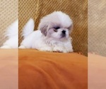 Small Photo #2 Pekingese Puppy For Sale in SMITHFIELD, NC, USA