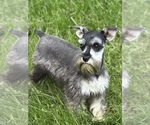 Puppy Kitty Schnauzer (Miniature)