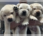 Small Photo #1 Labrador Retriever Puppy For Sale in BLANCHESTER, OH, USA
