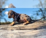 Small #9 Catahoula Leopard Dog