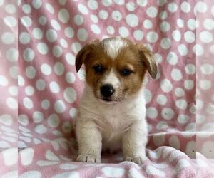 Pembroke Welsh Corgi Puppy for sale in MECHANICSVILLE, MD, USA