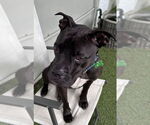 Small #10 American Pit Bull Terrier Mix