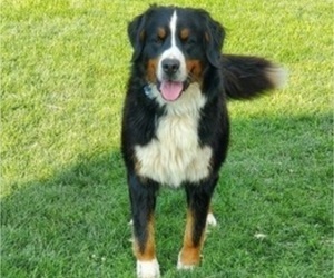 Father of the Bernese Mountain Dog puppies born on 03/08/2025
