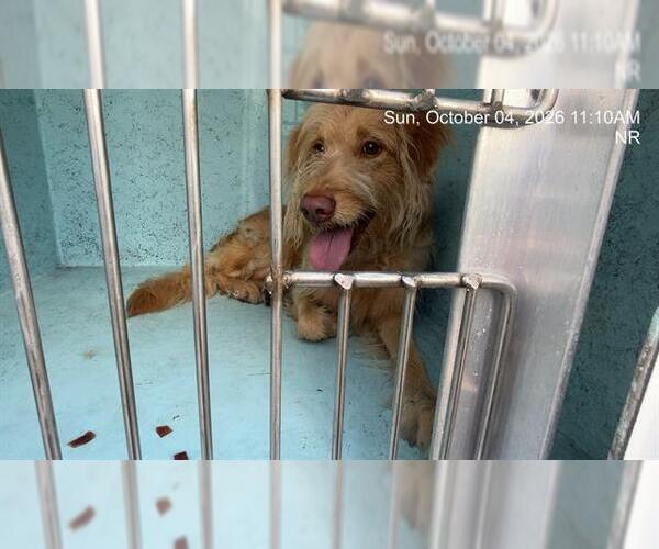 Medium Photo #1 Labradoodle Puppy For Sale in Ocala, FL, USA