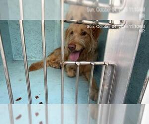 Labradoodle Dogs for adoption in Ocala, FL, USA