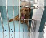 BRANCH - Male Labradoodle Dog for Adoption - Small photo