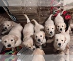 Small Photo #4 Golden Retriever Puppy For Sale in CARLTON, GA, USA