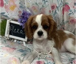 Small #5 Cavalier King Charles Spaniel