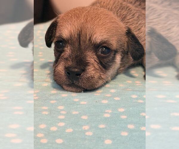 Medium Photo #11 Chihuahua-Unknown Mix Puppy For Sale in Pacolet, SC, USA