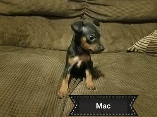 Miniature Pinscher Puppy for sale in LINTON, IN, USA