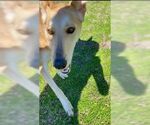 Small #28 Collie-German Shepherd Dog Mix