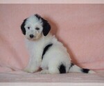 Small Photo #5 Poodle (Standard)-Shepadoodle Mix Puppy For Sale in FREDERICKSBG, OH, USA
