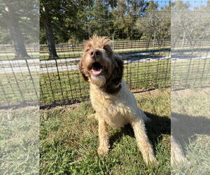 Natasha Sep 26 - Female Poodle (Standard)-Unknown Mix Dog for Adoption - Photo #6