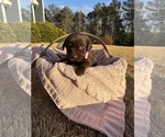 Puppy Tess Labrador Retriever