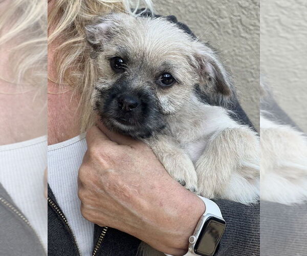 Medium Photo #1 Chihuahua-Unknown Mix Puppy For Sale in Dana Point, CA, USA