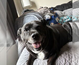 Labrador Retriever-Unknown Mix Dogs for adoption in Fargo, ND, USA
