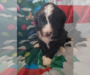 Aussiedoodle Miniature Puppy for sale in HAZLETON, IA, USA
