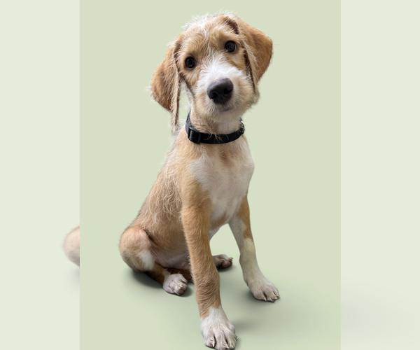 Medium Photo #2 German Shorthaired Pointer-Unknown Mix Puppy For Sale in Rockville, MD, USA