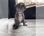 Small Photo #5 American Bully Puppy For Sale in SOMERSET, KY, USA