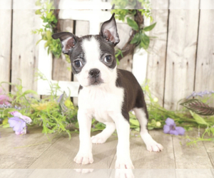 Boston Terrier Puppy for sale in MOUNT VERNON, OH, USA