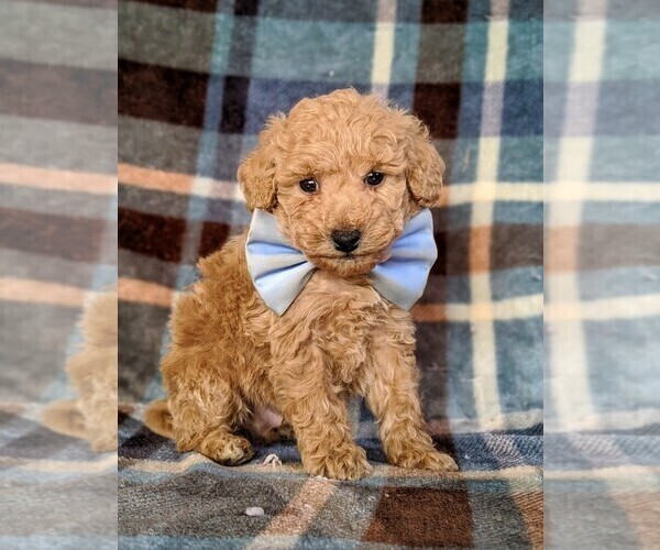 Medium Photo #2 Poodle (Miniature) Puppy For Sale in KINZERS, PA, USA