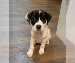 Boxador Dogs for adoption in The Woodlands, TX, USA