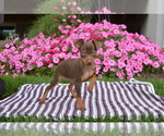 Small #1 Miniature Pinscher